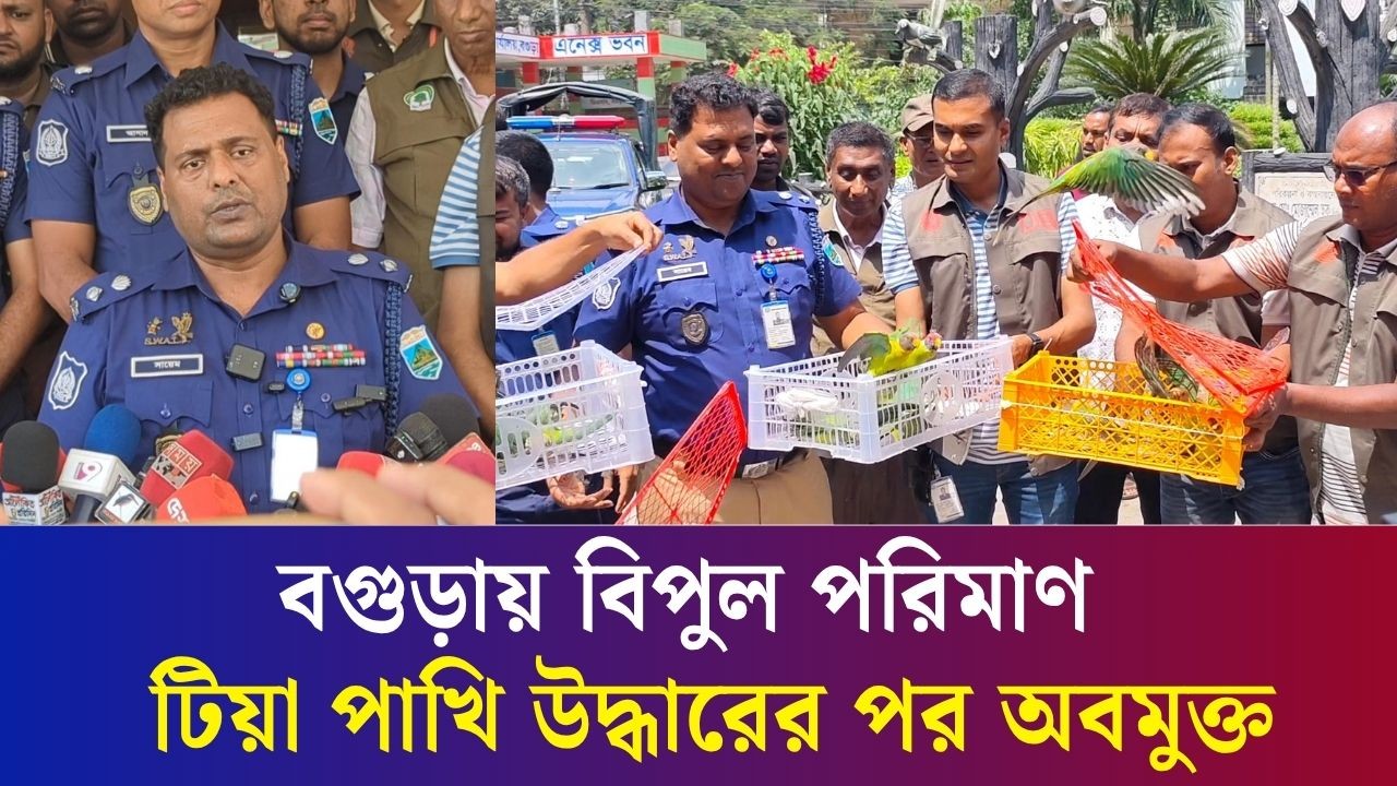 বগুড়ায় বিপুল পরিমাণ পেরাটিক টিয়া পাখি উদ্ধারের পর অবমুক্ত